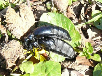 Maiwormhochtiet. Klick op to'n Vergr&ouml;ttern!