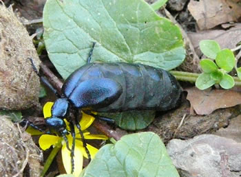 Maiworm, He. -- Klick op to'n Vergr&ouml;ttern!