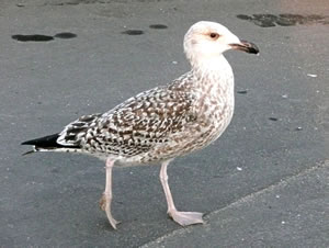 Jungm&ouml;&ouml;w, ganz notstark