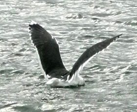 De sch&ouml;ne Mantel