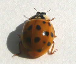 Na dree St&uuml;nnen s&uuml;hst endlich ut as en anst&auml;nnigen Marienk&auml;ver!