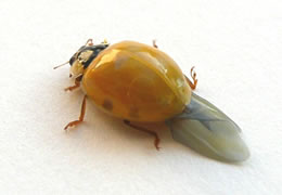 Langsam krigg ik Farv -- un P&uuml;nkt!