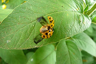 Un Tsch&uuml;&szlig;!