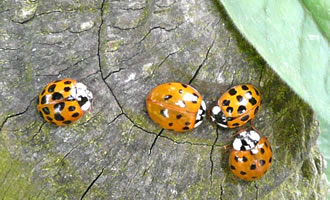 Asiatische Marienk&auml;vers