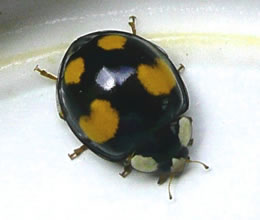 Asiatische Marienk&auml;ver