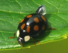 Asiatische Marienk&auml;ver