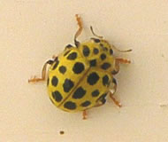 Asiatische Marienk&auml;ver