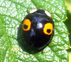 Ok en Marienk&auml;ver! Is wohr!