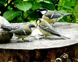 &Uuml;nner Vadders Opsicht