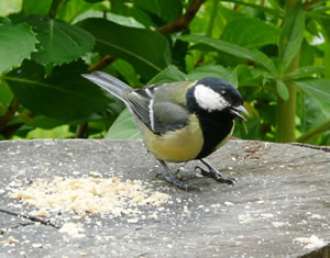 Vadder wiest de Kr&ouml;mel