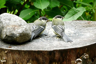 J&uuml;mmers in de lieke Richt kieken