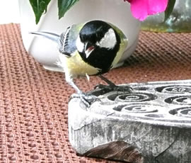 Dat Pink Pink en He is, wiest de brede swatte Striep op sin Bost. Fruunsmeeschen hebbt en d&uuml;nnern