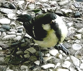 Ei, wat s&ouml;&ouml;t!