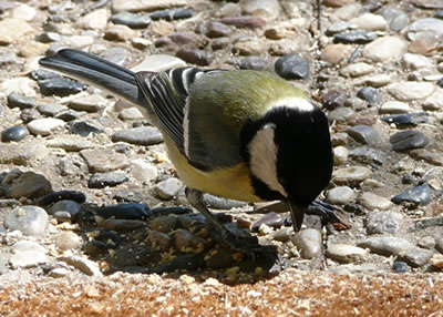 Sogoor op de Eer warrt een de Kr&ouml;mel streitig maakt!