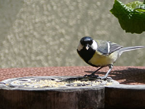 Dat is de Meesch Pink Pink. Dat's en l&uuml;tten He. He is ok nich pink, s&uuml;nnern geel-swatt