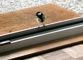 Bes&ouml;&ouml;k vun de Terrass