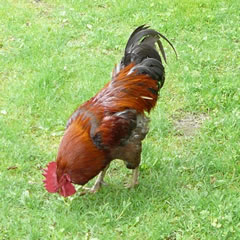 "Mi is dat egaal, wat de Metten ökologisch weertvull sünd -- för mi sünd se kulinarisch weertvull!"