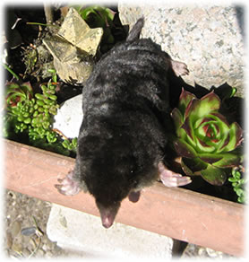 de Muulwarp warrt frielaten. Klick op to'n Vergr&ouml;ttern!