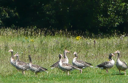 Dat steht se, de Graug&ouml;&ouml;s