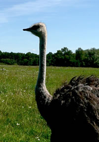 Nandu-Portr&auml;t (Se)