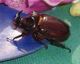 He - en staatsche K&auml;vermann - hett sin  Neeshorn!