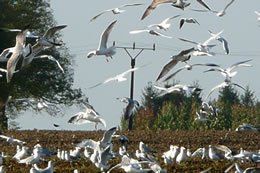 Hitchcock lett gr&ouml;ten