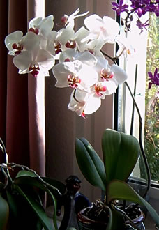 Witte Orchidee. -- Klick op to'n Vergr&ouml;ttern!