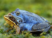 Sex bi Moorpoggens: He is blaag -- dat k&uuml;mmt bi Minschen ja ok mal v&ouml;r