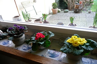 Pottbl&ouml;&ouml;m buten un binnen