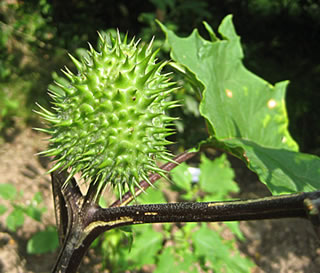 De Rizinus-Frucht is en runde stachelig Kapsel. Foto: Anke Nissen