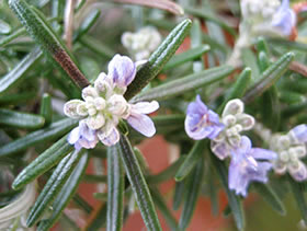 De Rosmarin bl&ouml;ht!