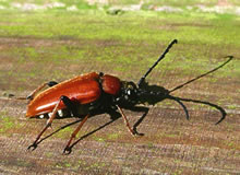 Portr&auml;t mit Schadden