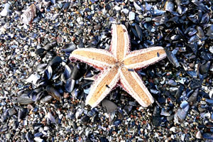 Seesteern vun de &Uuml;nnersiet