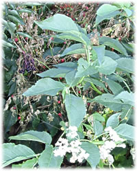 Holunnerbl&ouml;&ouml;t in'n September