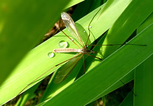 Snaak in de Morgens&uuml;nn