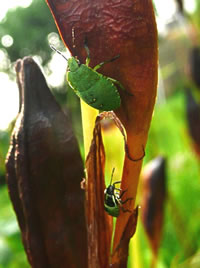 Blattwanzen bi'n Opstieg an de Morgensünn