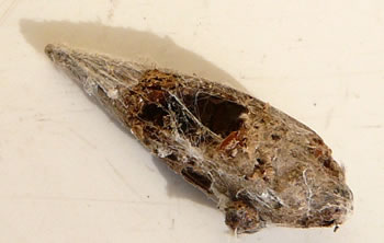 leddige Mumie. Dat hett avers smeckt! (R&uuml;lps!)