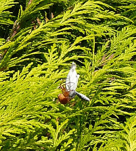 Bottervagel inwickelt!