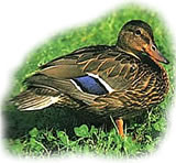 "Wat is he doch f&ouml;r'n smucken Jung...!"