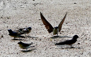 Klick op to'n Vergr&ouml;ttern!