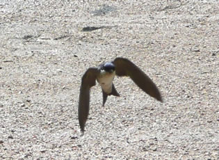 Klick op to'n Vergr&ouml;ttern!