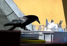 Hm, wat gifft dat h&uuml;&uuml;t?