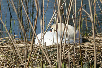 Du denkst, ik sitt hier blots r&uuml;m, avers dat R&uuml;msitten is Arbeit -- ik br&ouml;&ouml;d!
