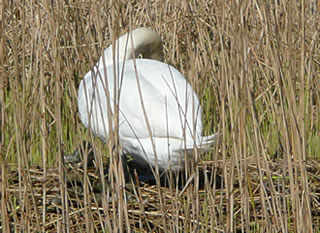 Swaana dreiht de Eier