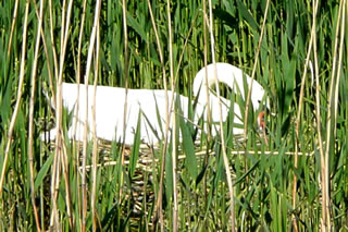 Swaana br&ouml;&ouml;dt wieder