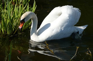 Swaanrich k&uuml;mmt!