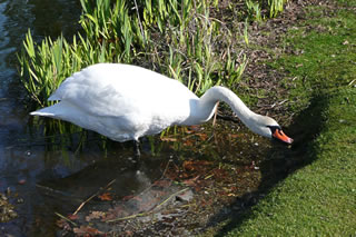 Swaanrich r&uuml;ckt an!