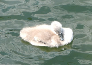 Swanfred is ja soooo m&ouml;&ouml;&ouml;d...