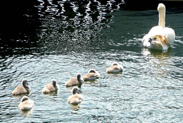 Da treckt se in en unseker Tokumst...