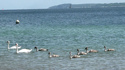 &Ouml;ver de Oostsee -- in de Tokumst!